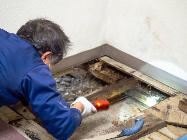 Best Office Mold Removal Services  in Rancho Cordova, CA