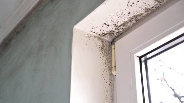 Reliable Rancho Cordova, CA Mold Removal Solutions