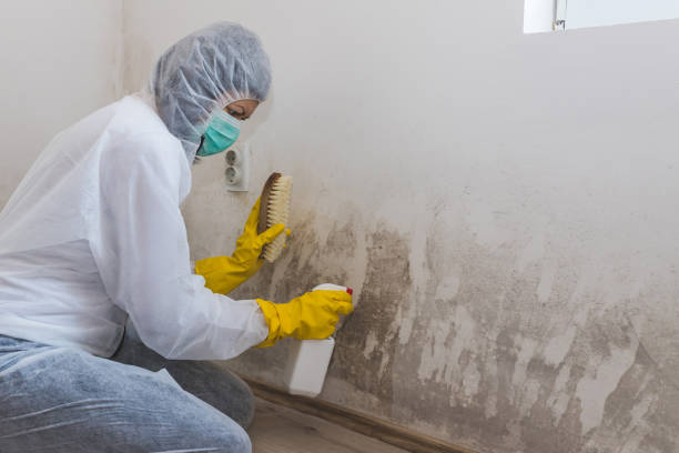 Best Mold Removal Company Near Me  in Rancho Cordova, CA