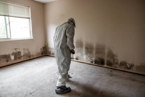 Mold Removal Process in Rancho Cordova, CA