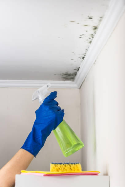 Best Same-Day Mold Removal  in Rancho Cordova, CA